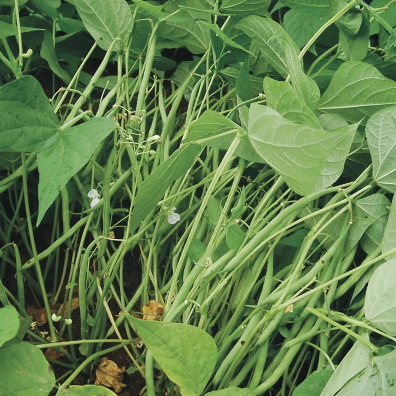Haricot à Écosser Nain Comtesse de Chambord