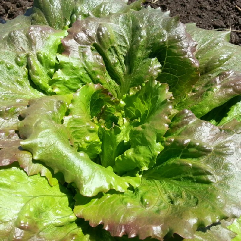 [P3607] Laitue Batavia Cougar