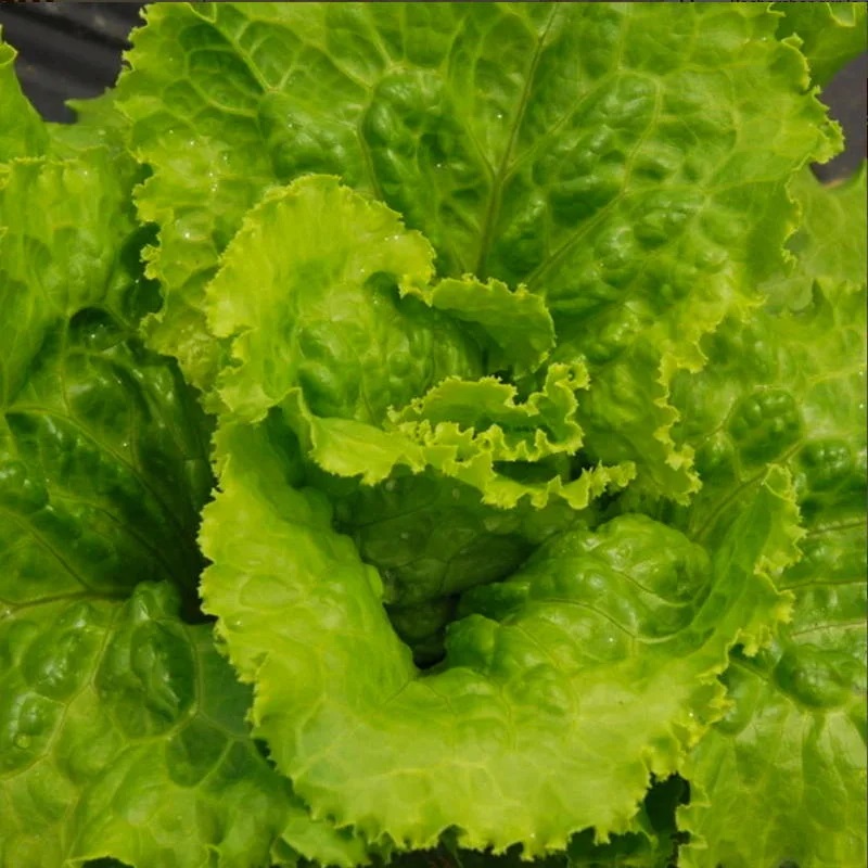 [P3627] Laitue Batavia De Printemps La Brillante