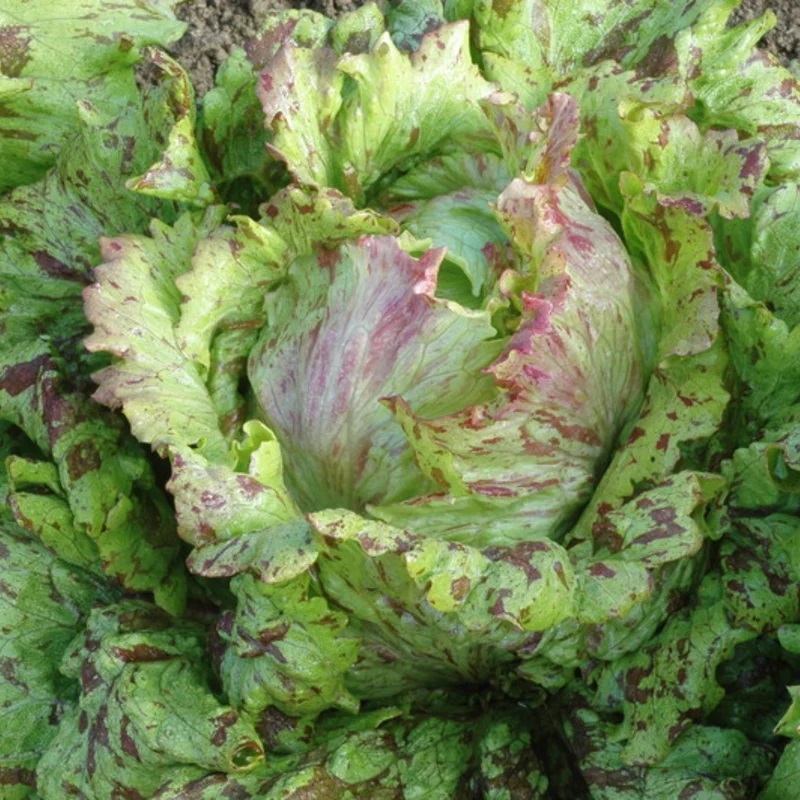 [P3603] Laitue Batavia De Tous Les Mois Joker