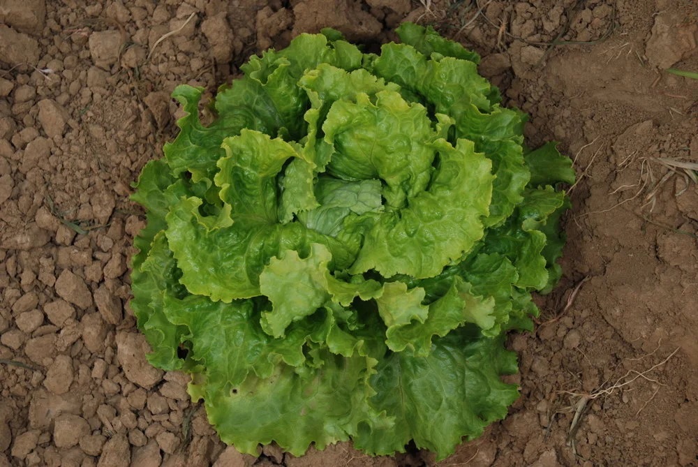 [P3605] Laitue Batavia Dorée de Printemps