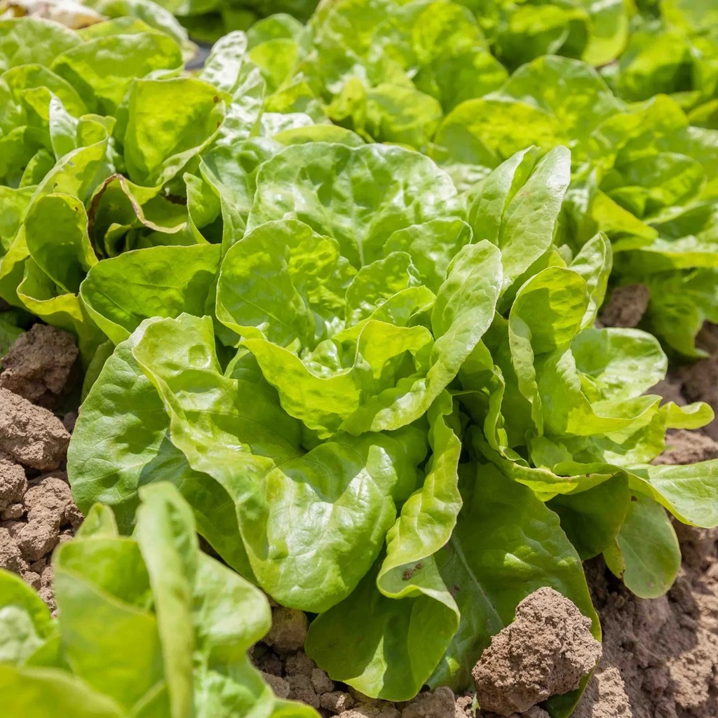 Laitue Pommée D'Hiver Saint Jean l'Agneau