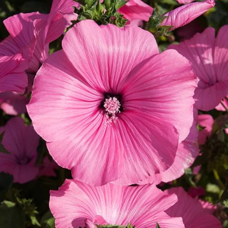 [E0197] Lavatère Beauty