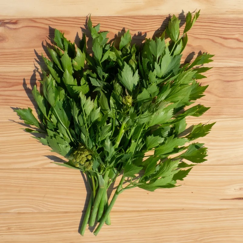 Levisticum officinalis