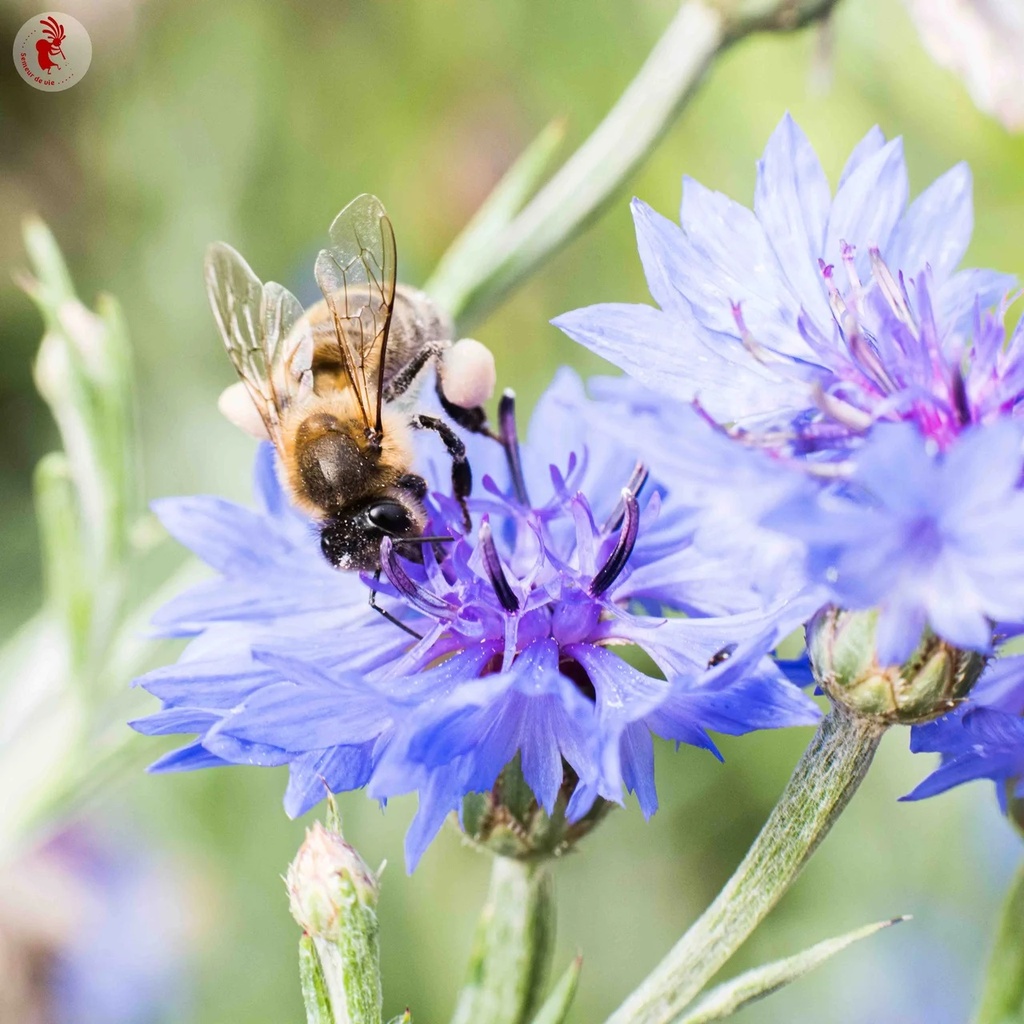 [M0060] Légumineuse Méteil Epeautre