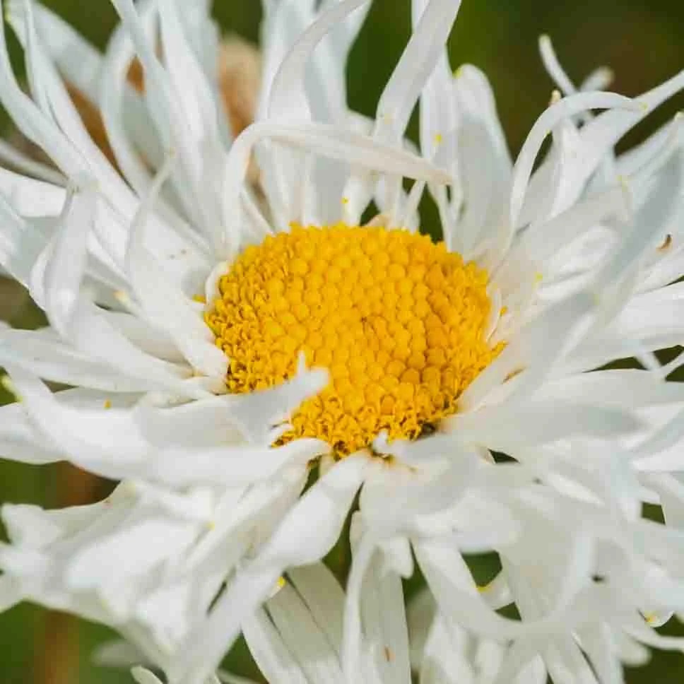 Marguerite Crazy Daisy
