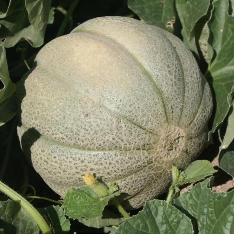 Melon De Montréal