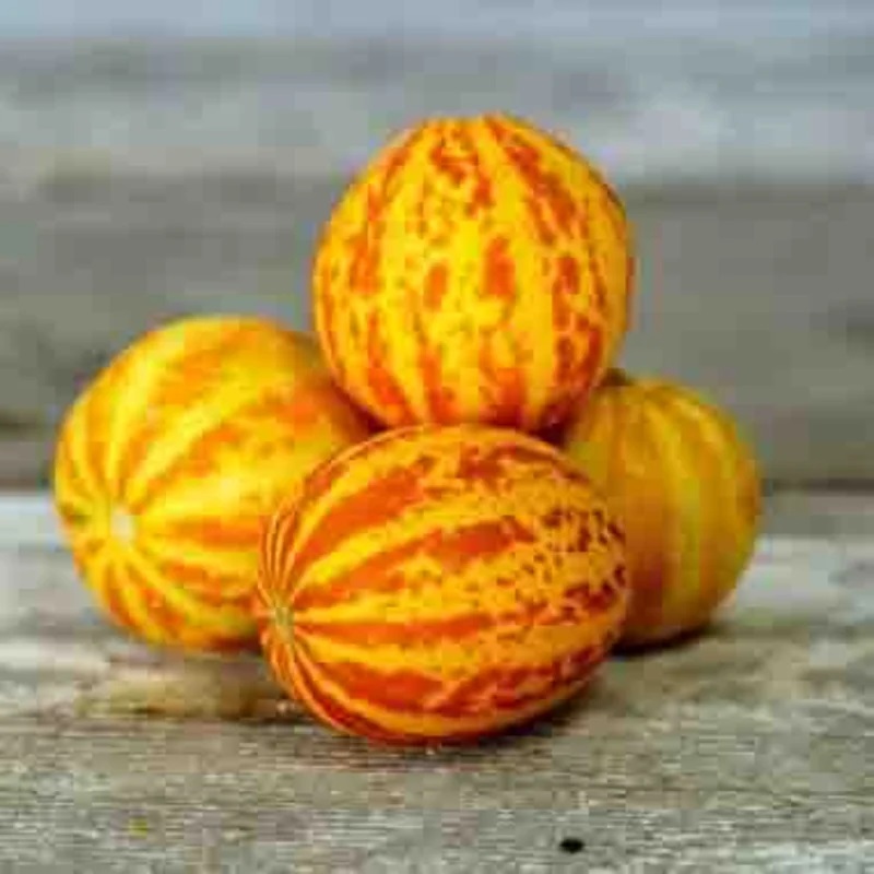 [P4374] Melon Queen Anne’s Pocket