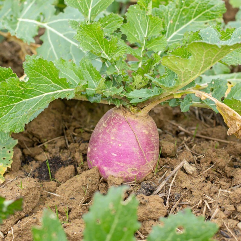 Navet Blanc Globe à Collet Violet