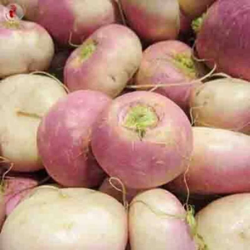 Navet rave D’Auvergne Hâtif