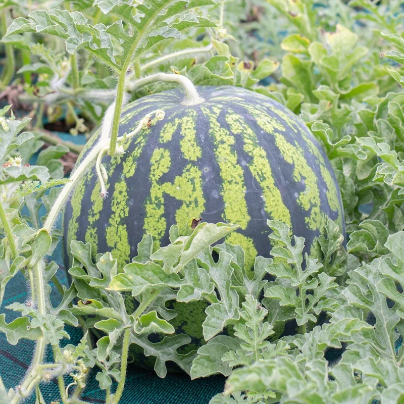 [P4890] Pastèque Astrakhanski