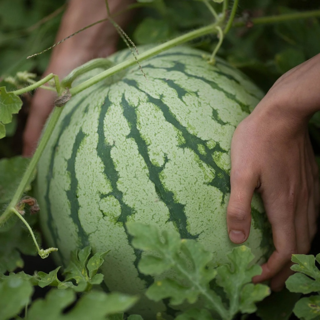 [P4836] Pastèque Chris Cross
