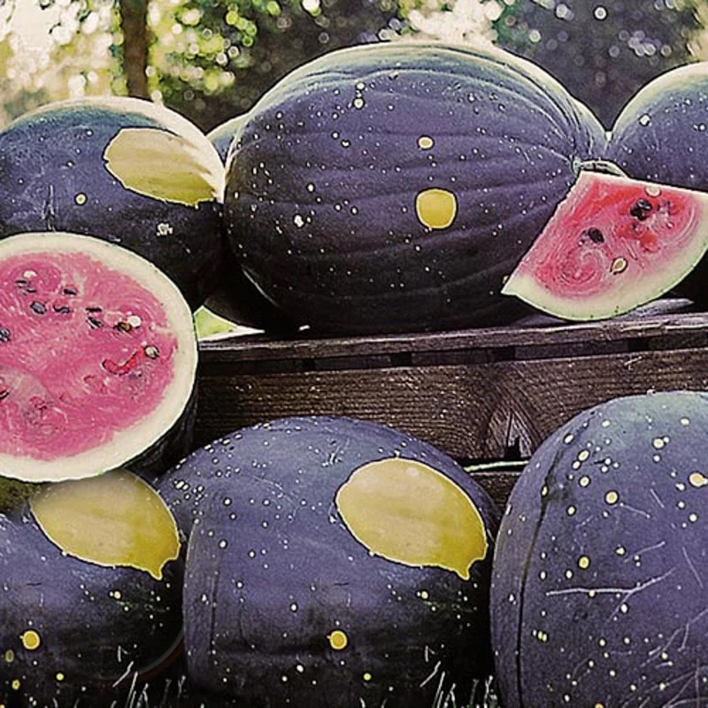 [P4838] Pastèque Lune-Étoiles Van Doren Strain