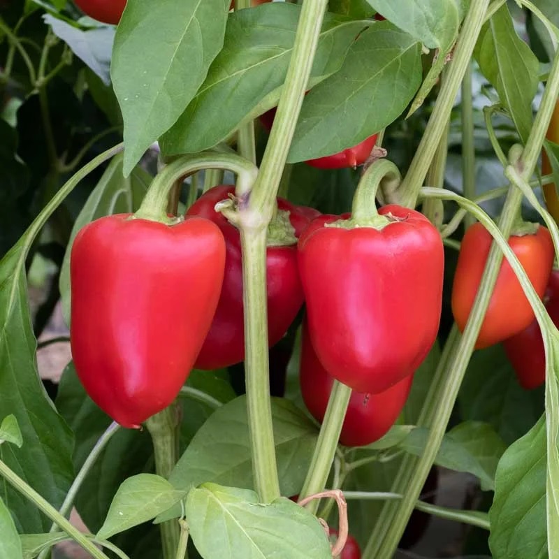 Piment Doux / Poivron Jaune Rouge/Précoce Antohi Romanian