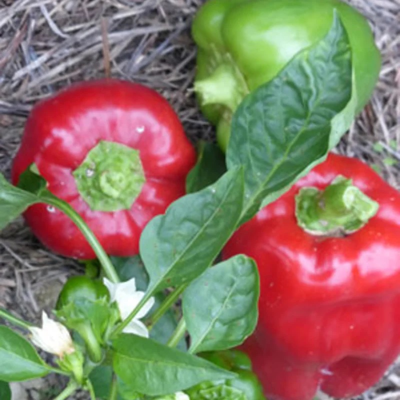 Piment Doux / Poivron Rouge/Précoce Charleston Belle