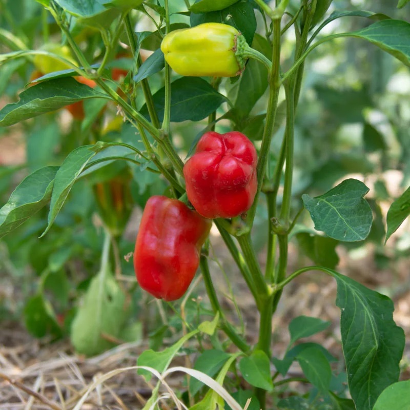 Piment Doux / Précoce Little Bells