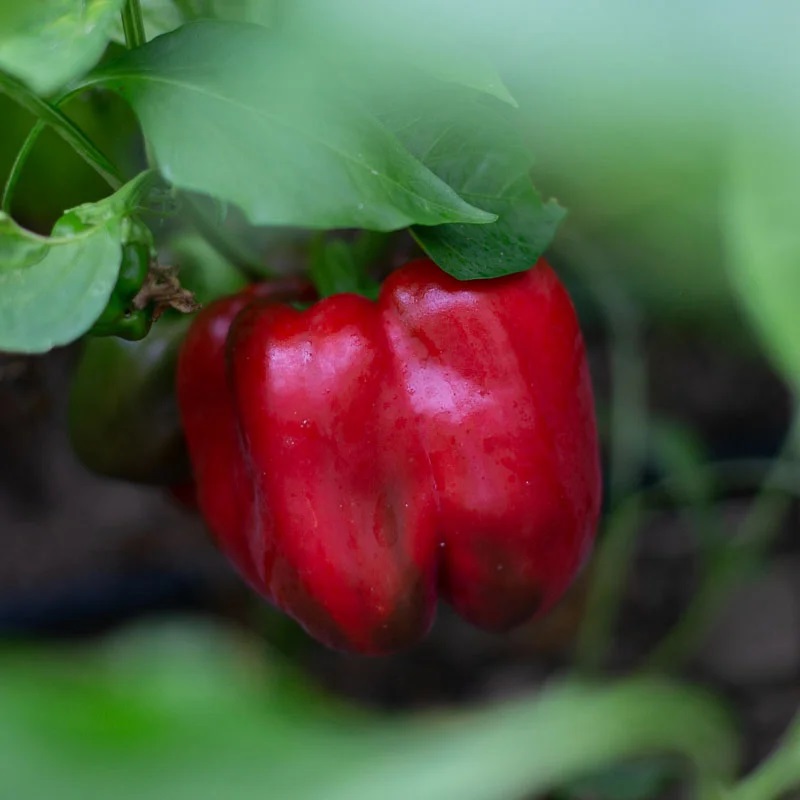 Piment Doux De Mi-Saison Prima Belle