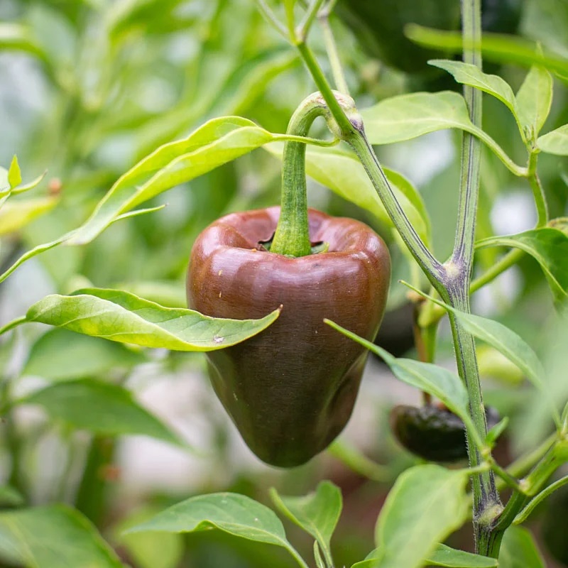 Piment Fort Marron/De Mi-Saison Chilhuacle Negro