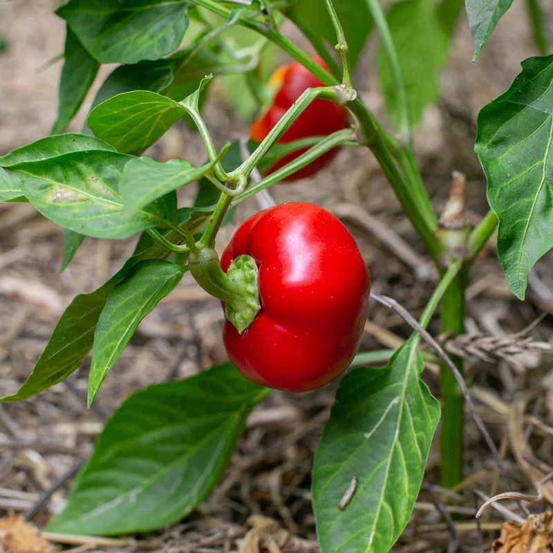 Piment Fort Rouge/De Mi-Saison Alma Paprika