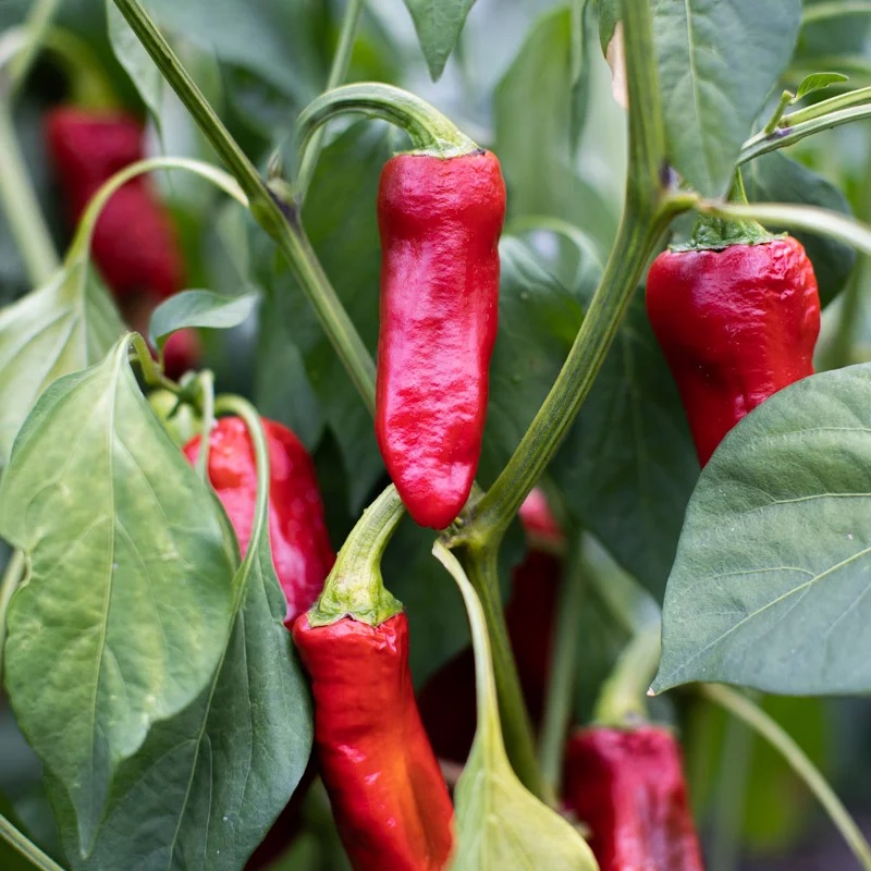 [P5226] Piment Fort Rouge/De Mi-Saison D’Espelette / Gorria