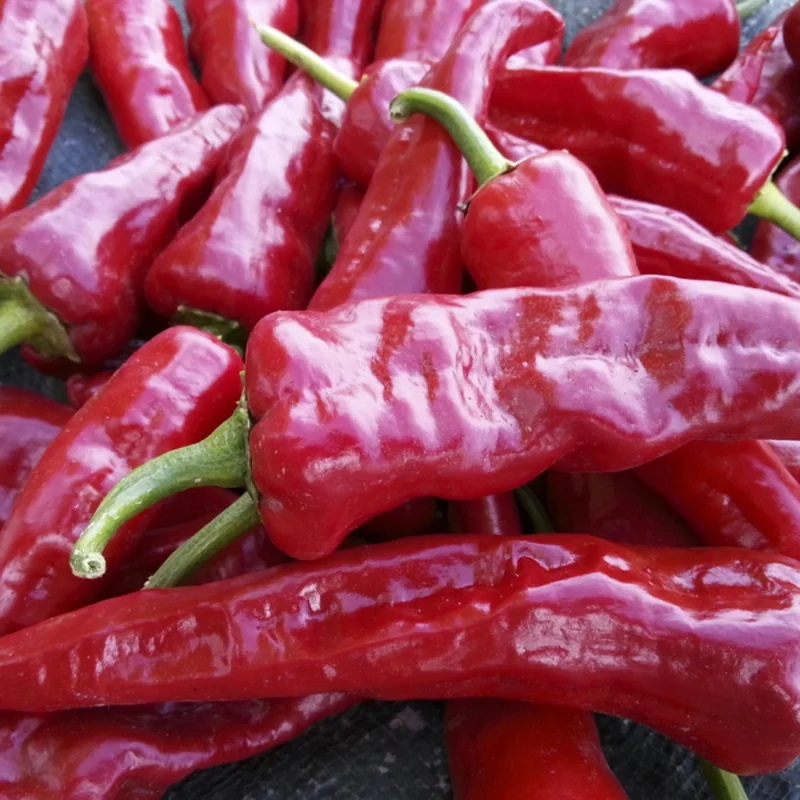 [L0392] Piment Fort Rouge/Précoce Canoncito New Mexico