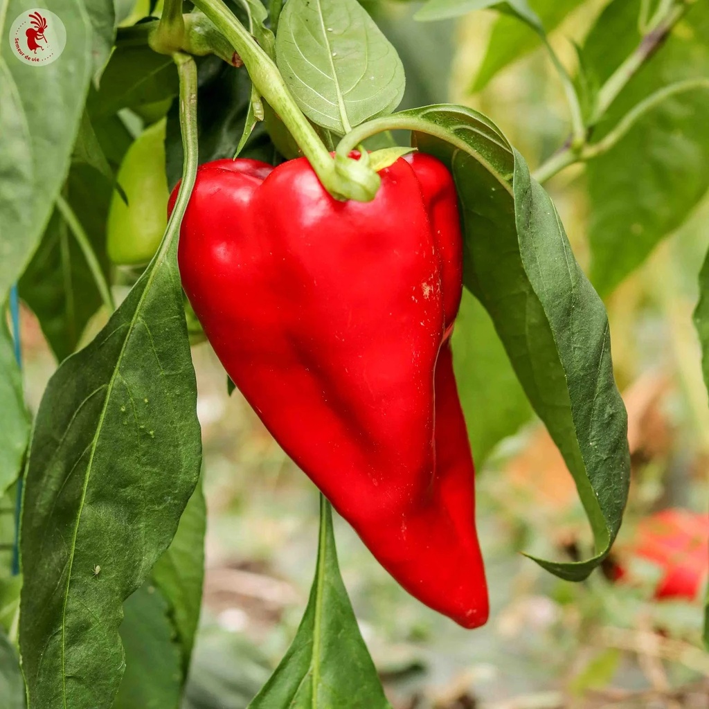 Piment Peu Fort Rouge/De Mi-Saison Beaver Dam