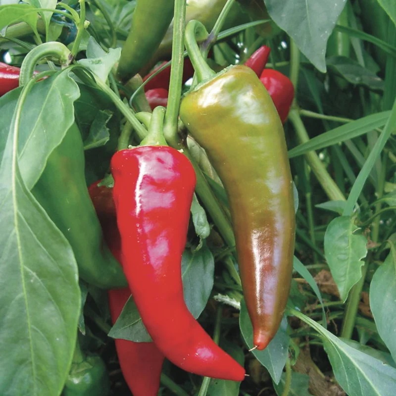 Piment Peu Fort Rouge/De Mi-Saison Georgia Flame