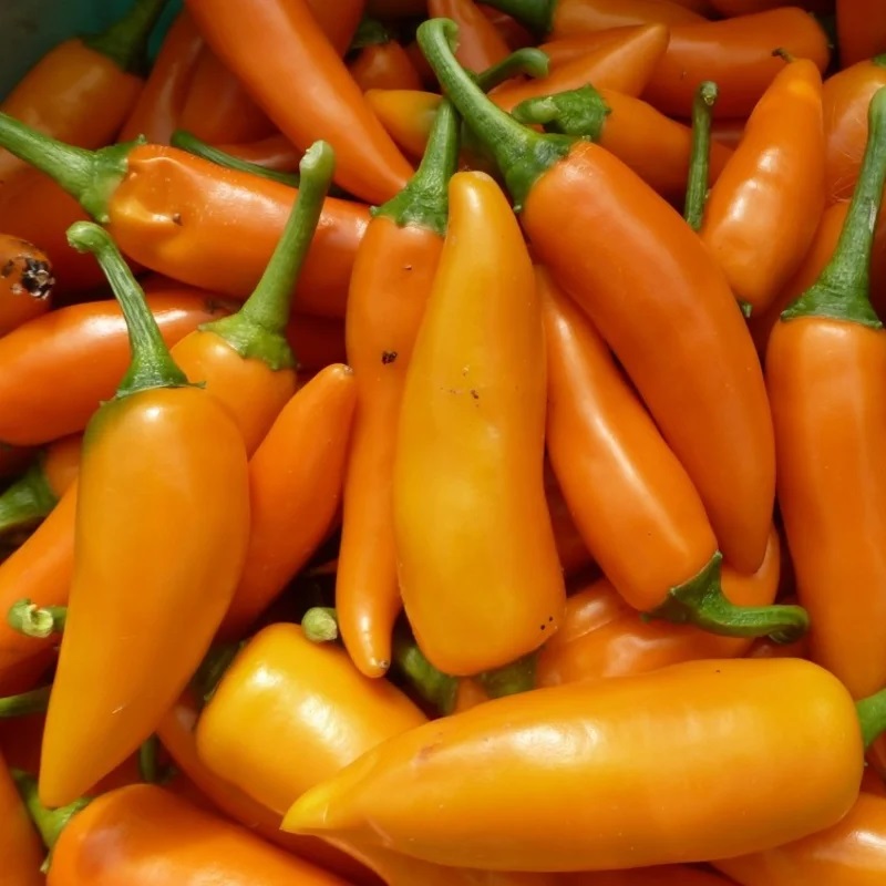 Piment Très Fort /De Mi-Saison Bulgarian Carrot