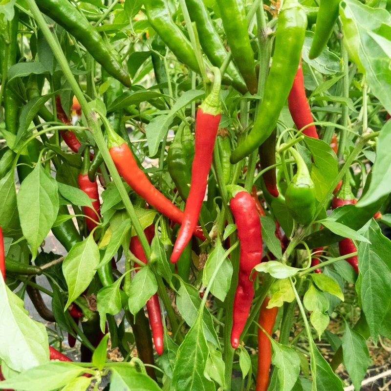 Piment Très Fort Rouge Précoce Cayenne