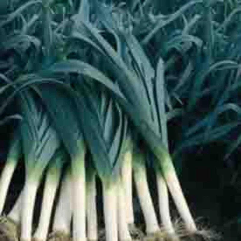 [L0563] Poireau Atlanta