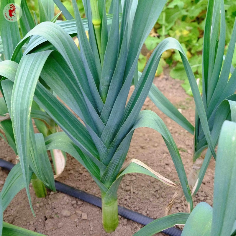 [L0350] Poireau Géant de Suisse / Fantassin