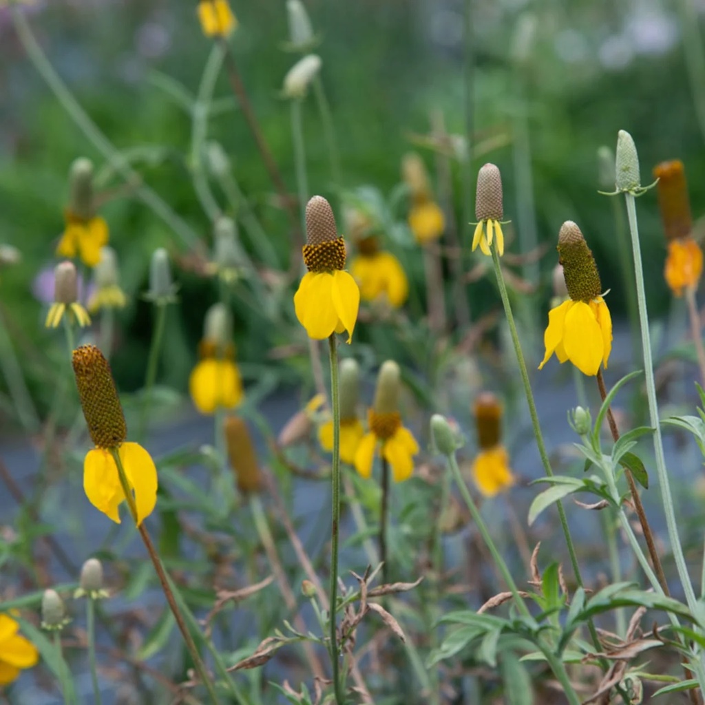 Ratibida Yellow Prairie