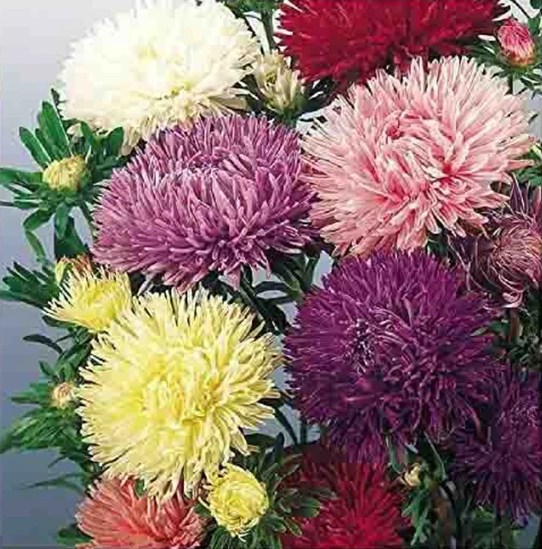 [F1696] Reine Marguerite Géante de Californie