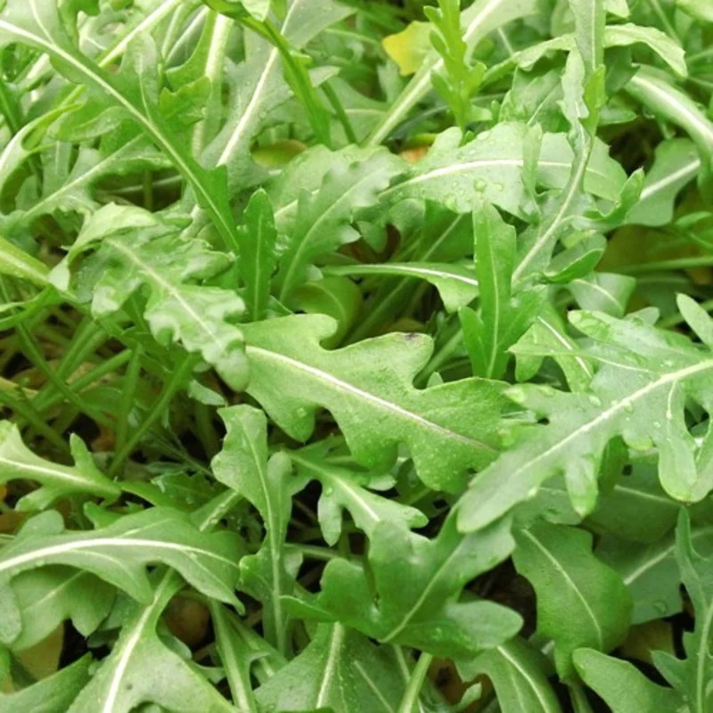 Roquette Sauvage