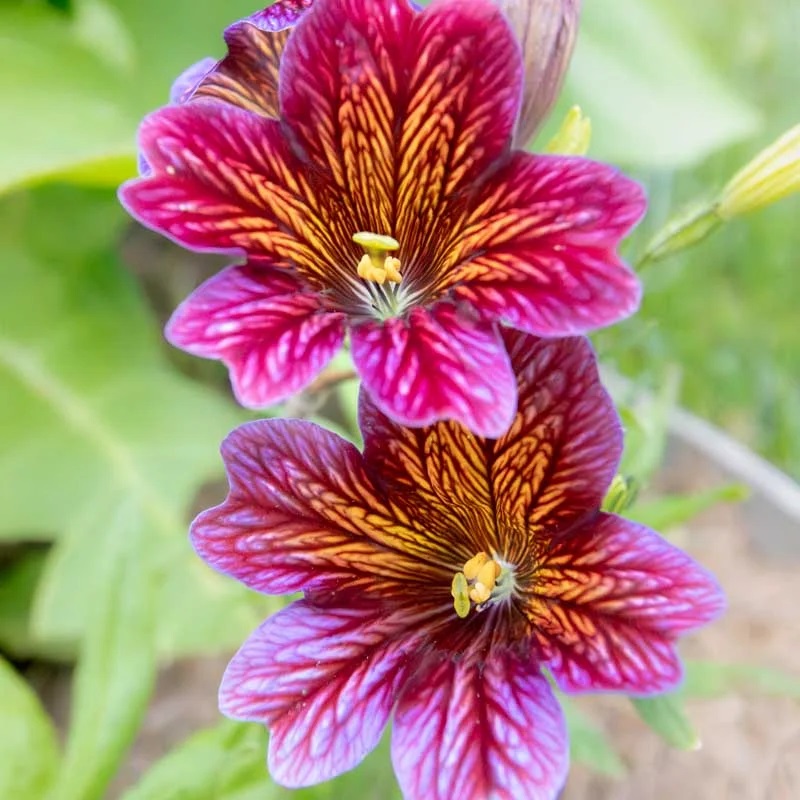 [F1432] Salpiglossis Painted Tongue Royal Mix