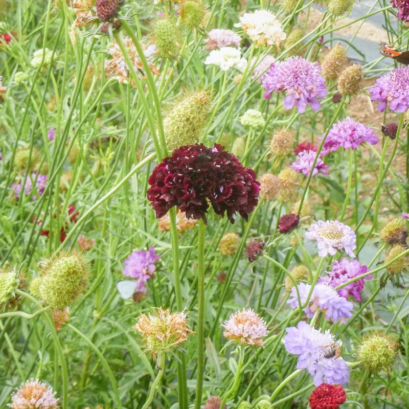 Scabieuse En Mélange de Couleurs