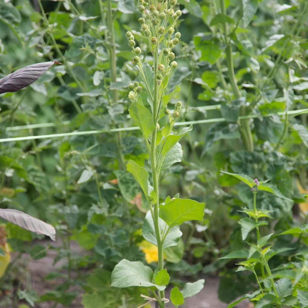 Tabac Guarijio Makuchi