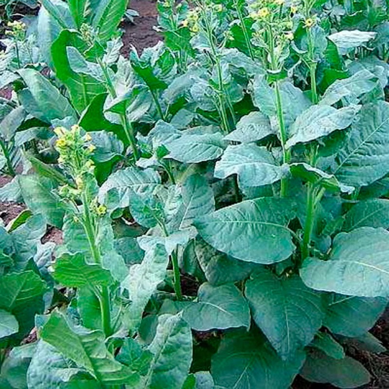 [F0200] Tabac Isleta Pueblo