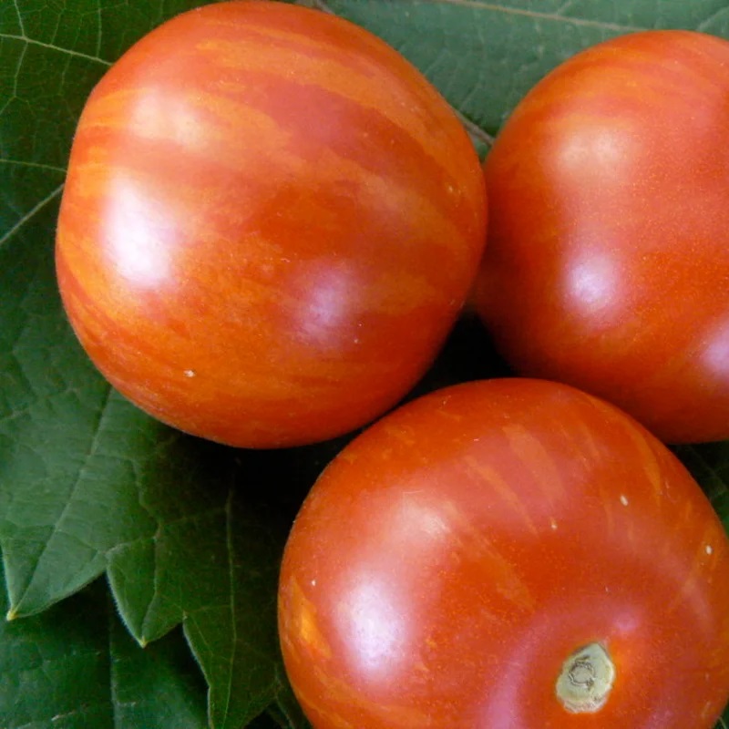 Tomate Bigarrée Précoce Tiger Tom