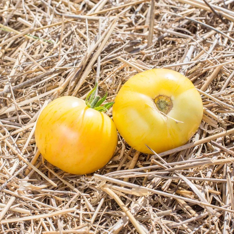 Tomate Blanche Mi-Saison Blonde Boar