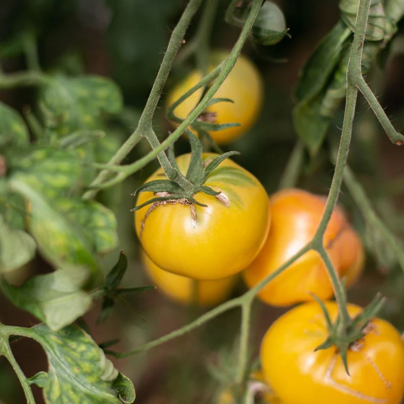 Tomate Blanche Mi-Saison White Beauty