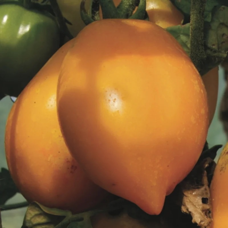 [P6653] Tomate Jaune Mi-Saison Russian Lemon