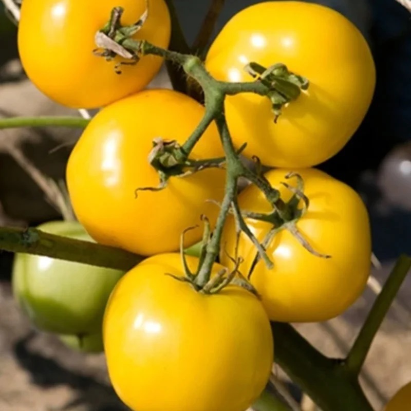 Tomate Jaune Précoce Taxi Yellow