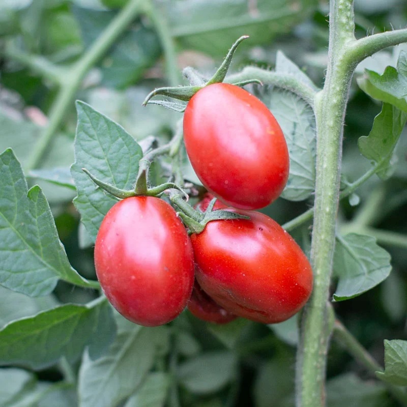 [P6066] Tomate Noire Mi-Saison Black Mauri