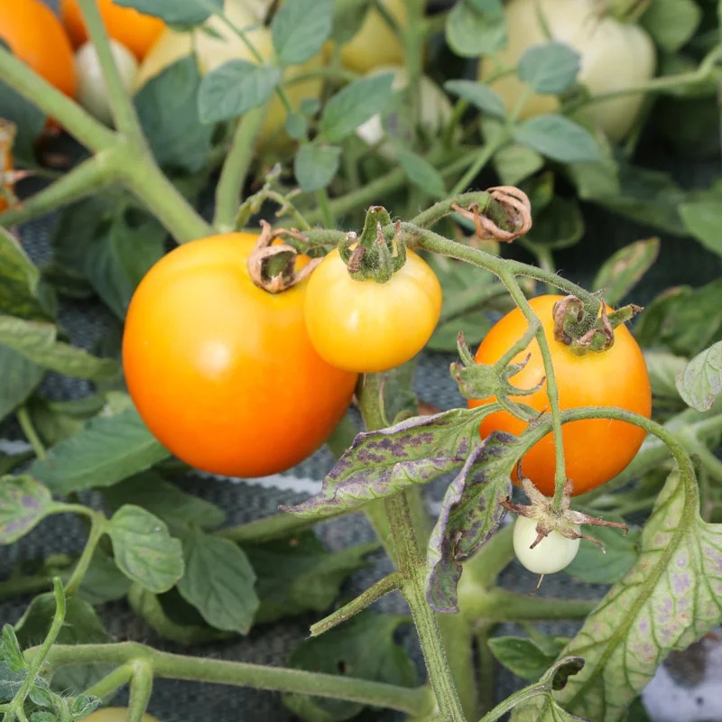 Tomate Orange Précoce Gold Dust
