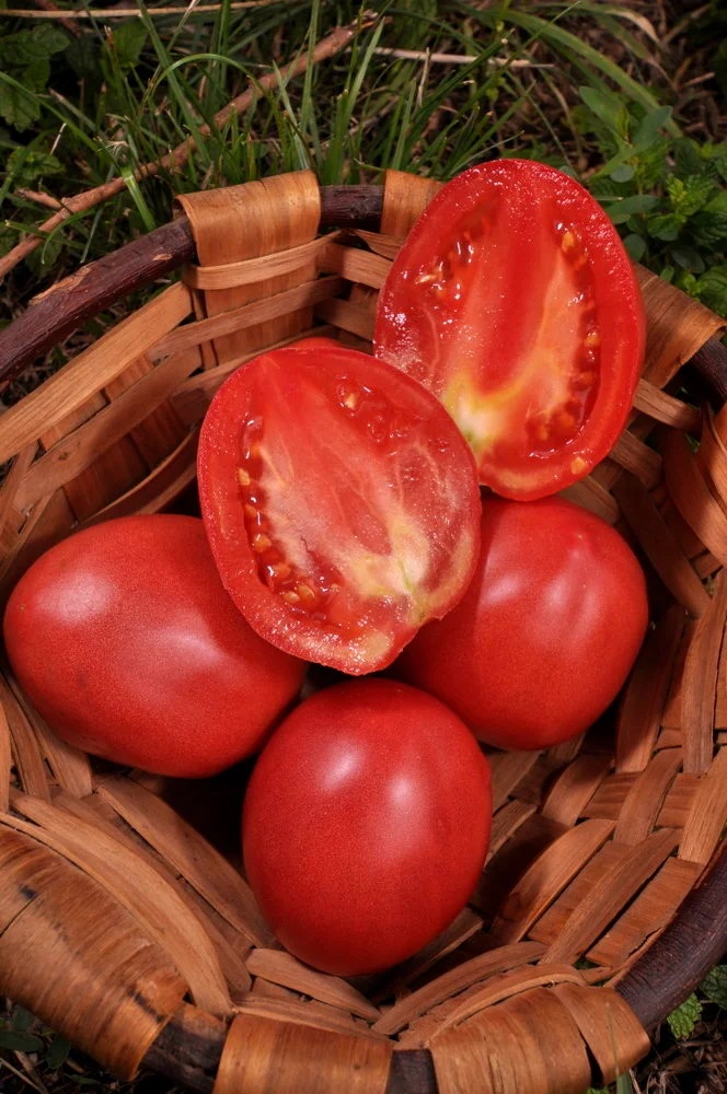 Tomate Rose Précoce Grushovka