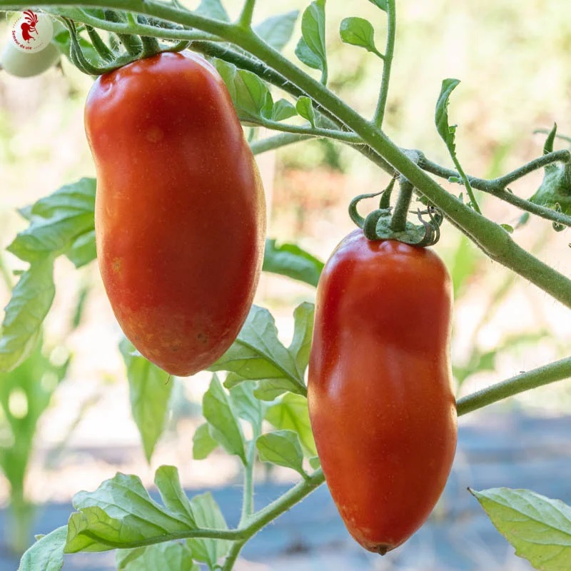 Tomate Rouge Mi-Saison Oroma