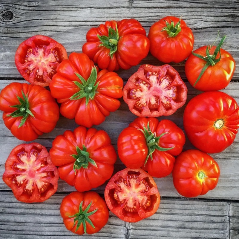 Tomate Rouge Mi-Saison Rosso Sicilian