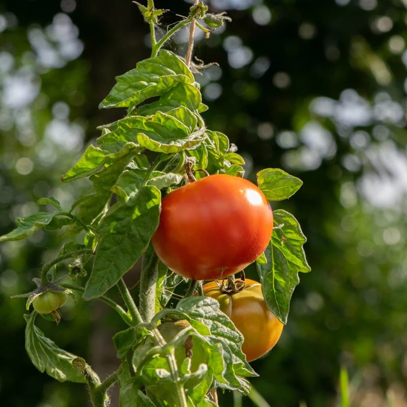 Tomate Rouge Précoce Aurora