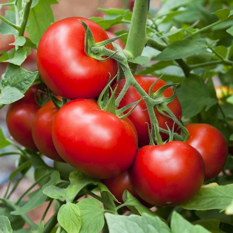 Tomate Rouge Précoce Belle de Lorraine